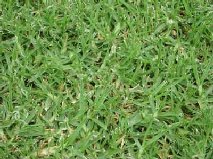 Green all year grasses
